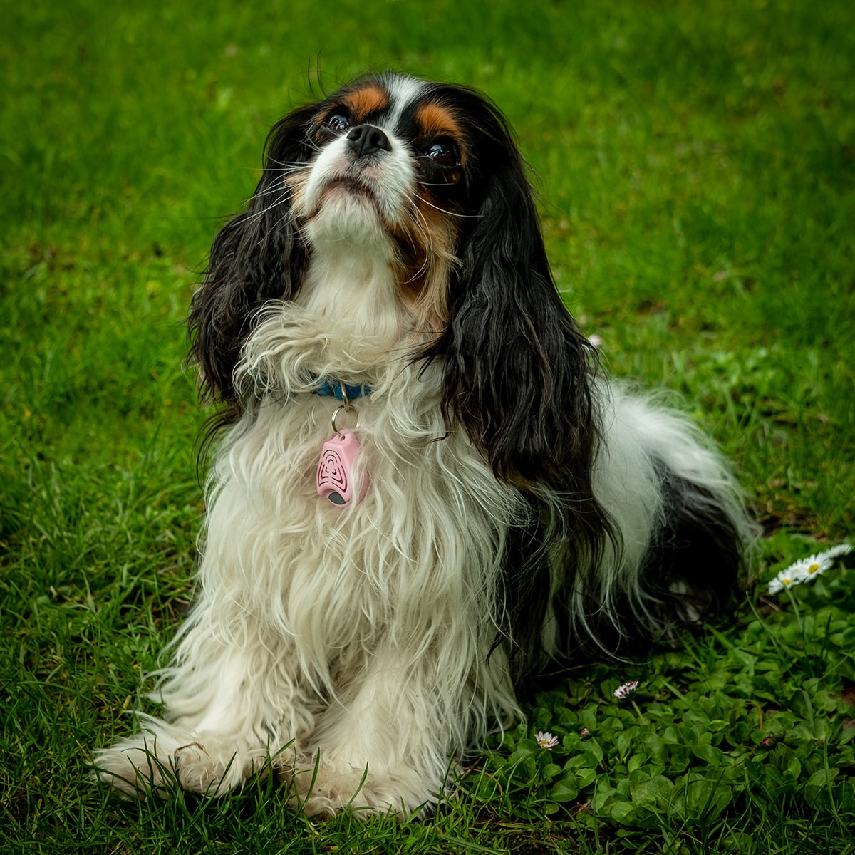 TickLess - Pet Ultraschall-Zeckenschutz - für Tiere - Pink