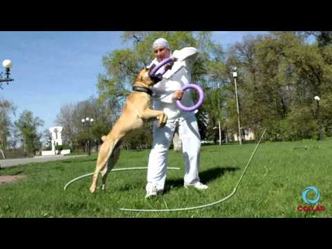 Puller - Trainingsring für Hund - Hundespielzeug - Mini - 2 Stk.