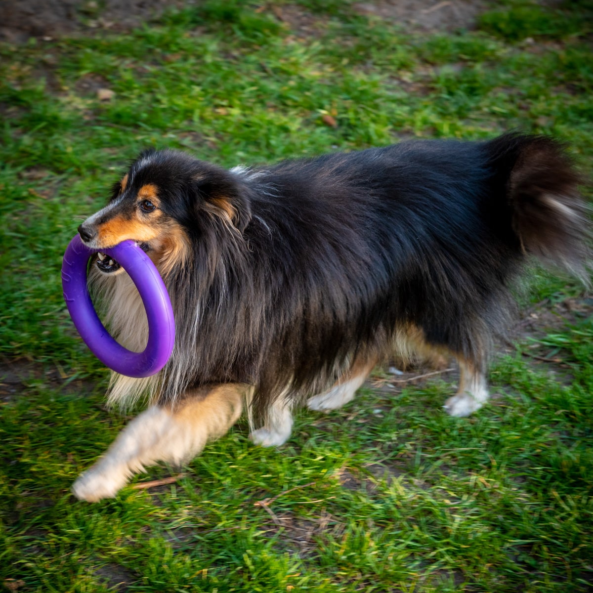 Puller - Trainingsring für Hund - Hundespielzeug - Standard - 2 Stk.