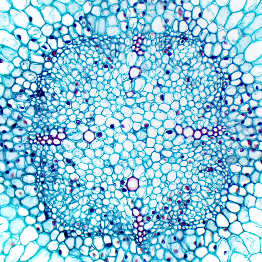 Delta Optical - Genetic Bino - Mikroskop