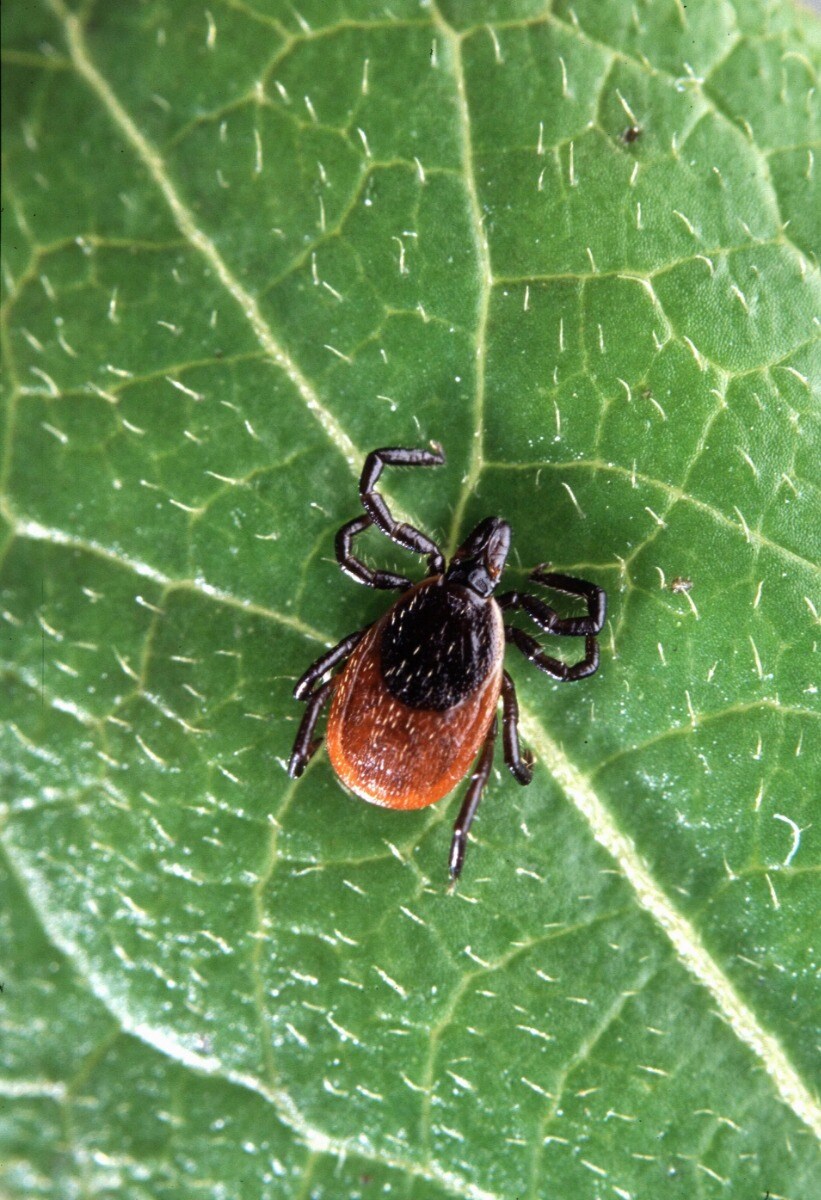 Deer tick insect ixodes scapularis