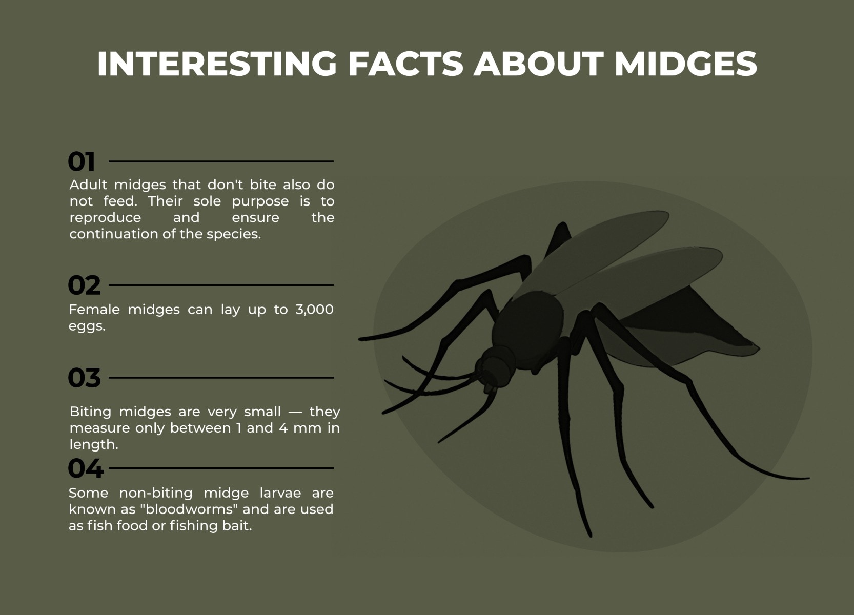 Midges infographic