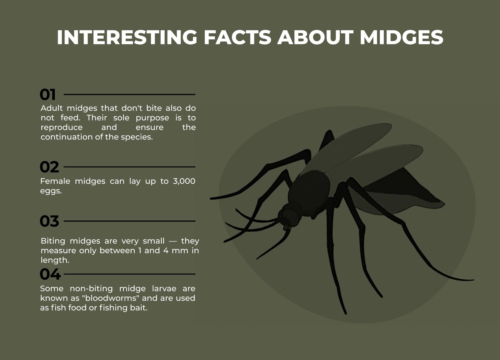 How To Get Rid Of Midges A Complete Guide Guides MILITARY Shop How To Get Rid Of Midges A Complete Guide Guides MILITARY Shop