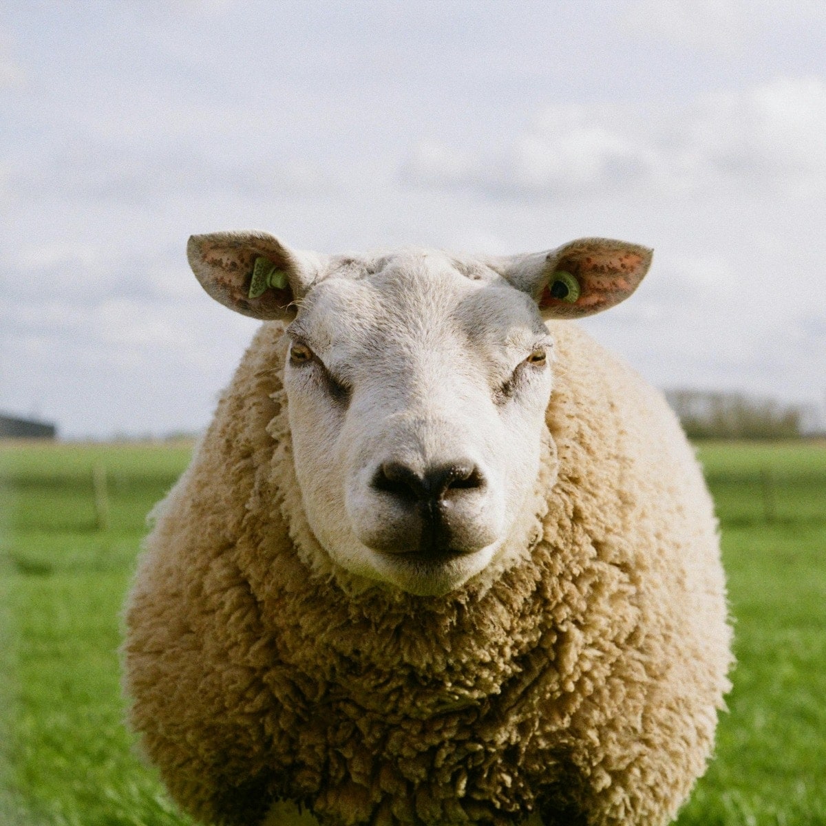 Merino sheep