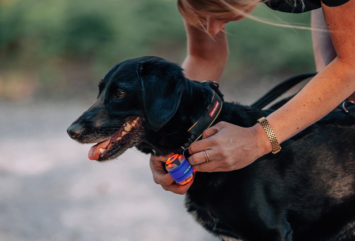 Lampe de signalisation Gober 2 Kit Olight - Blue