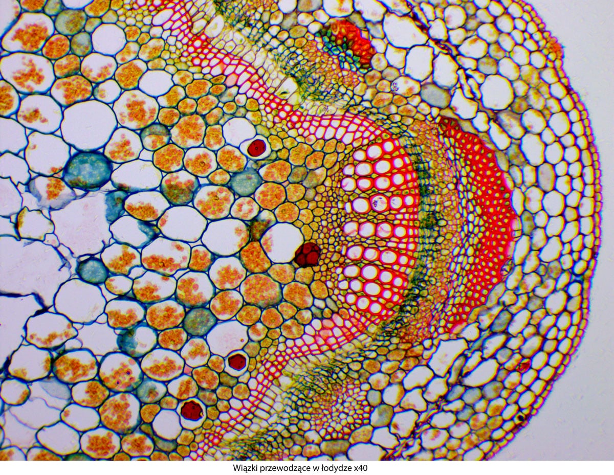 Microscope Genetic Pro Bino  à batterie rechargeable Delta Optical 