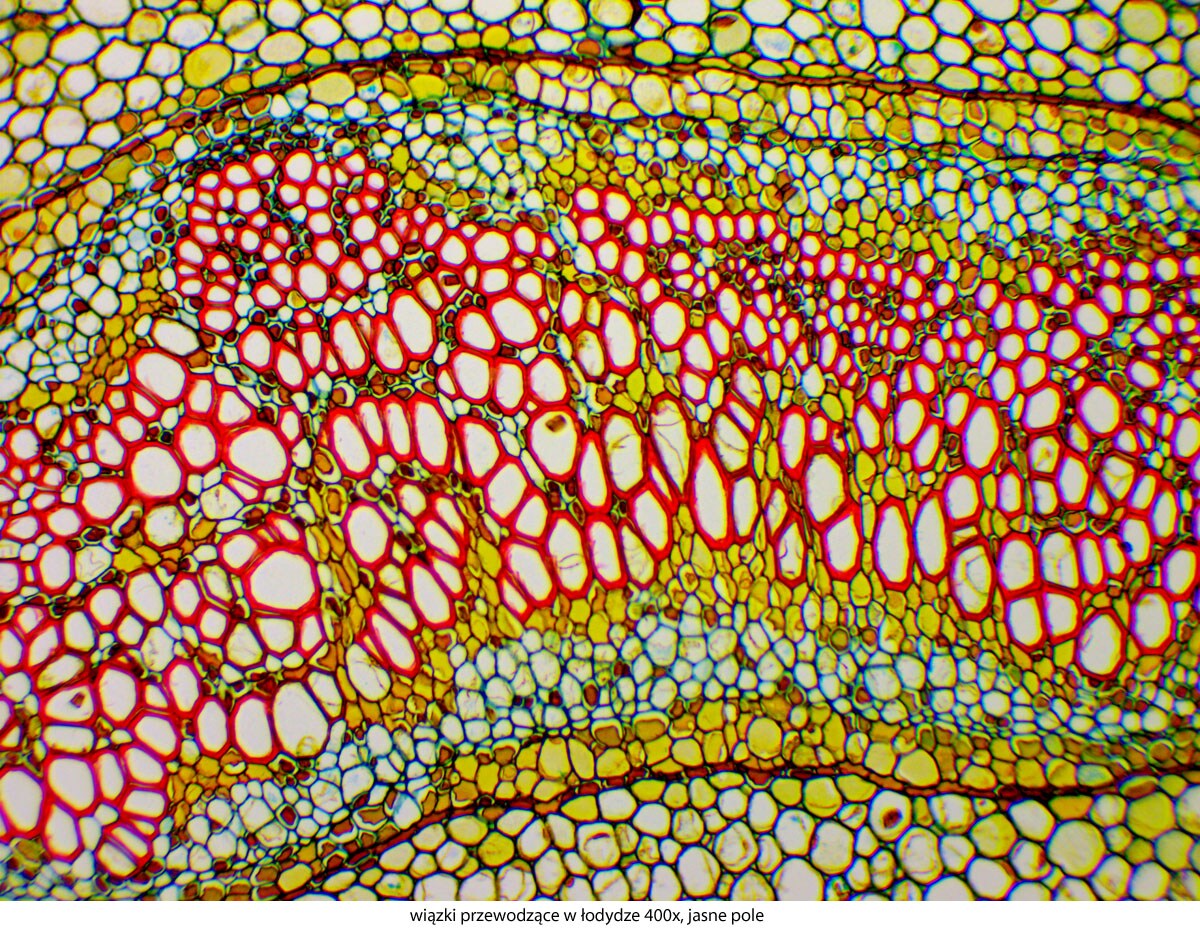Microscope Genetic Pro Mono  à batterie rechargeable Delta Optical