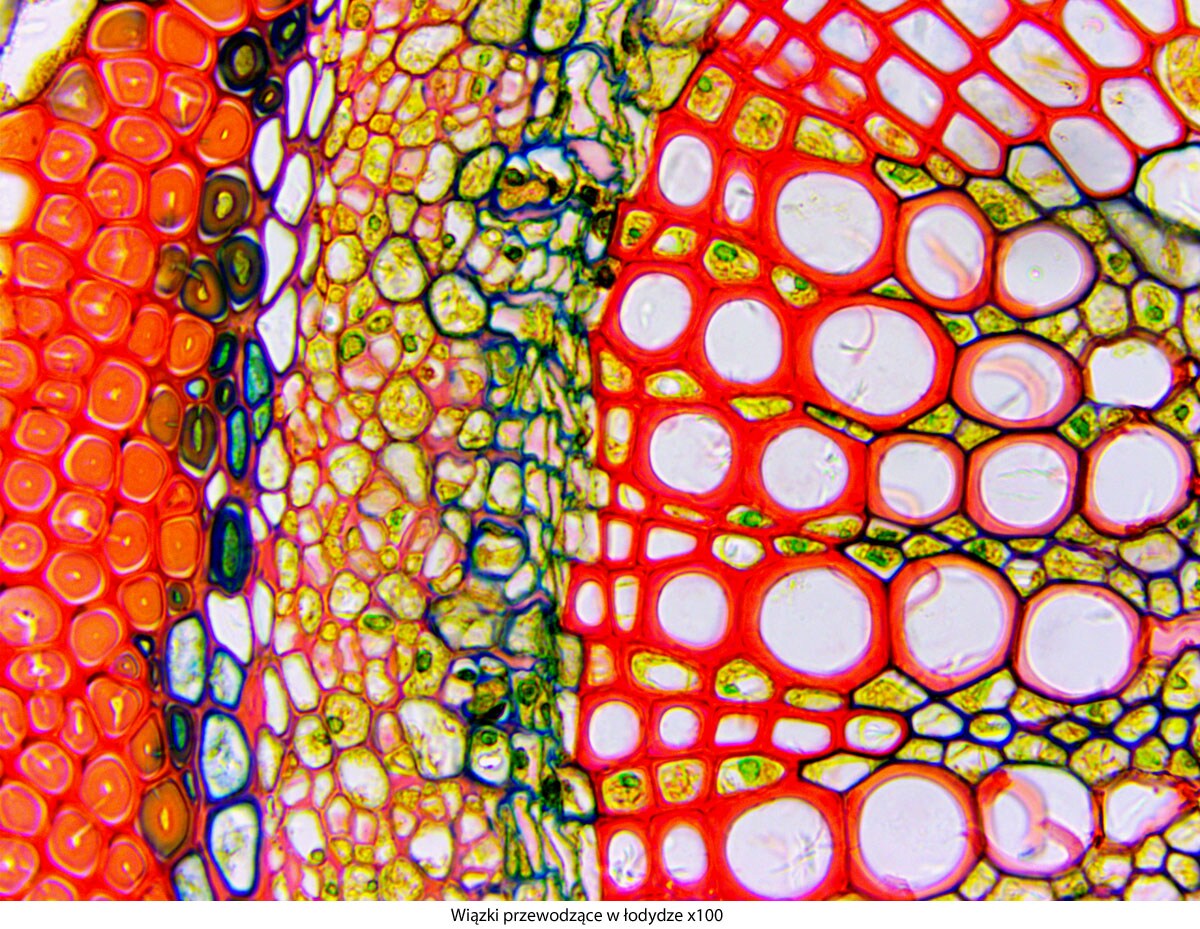 Microscope Genetic Pro Trino  à batterie rechargeable Delta Optical 