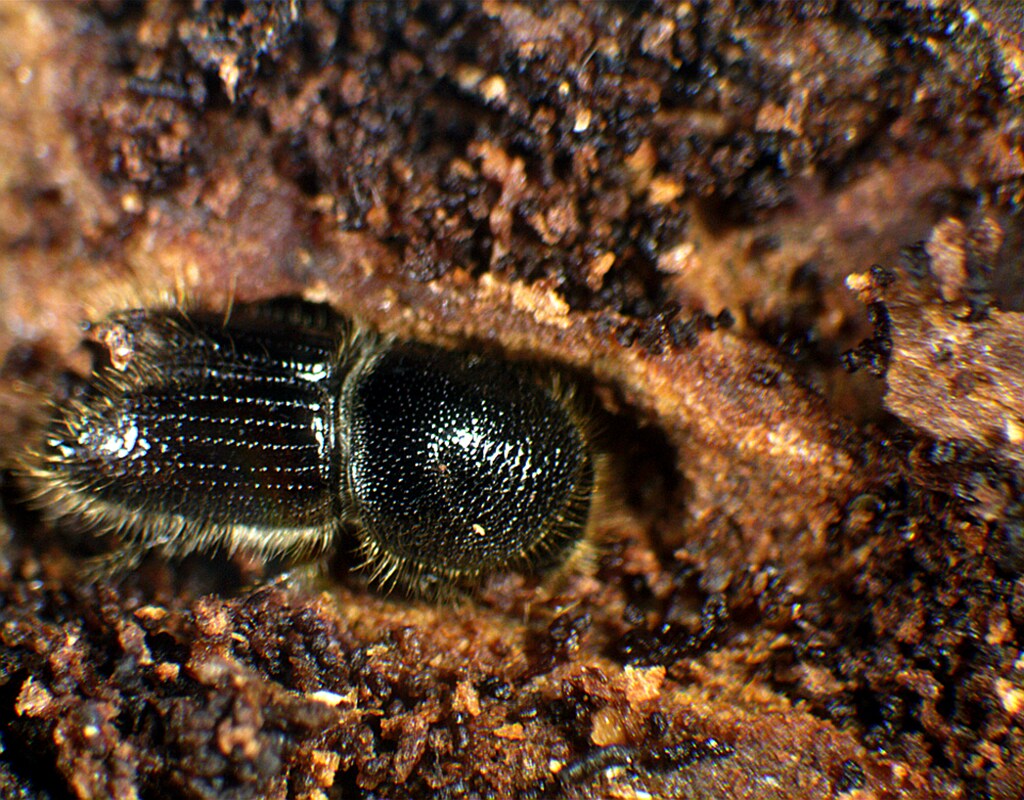 Microscope stéréoscopique Discovery 30 Delta Optical