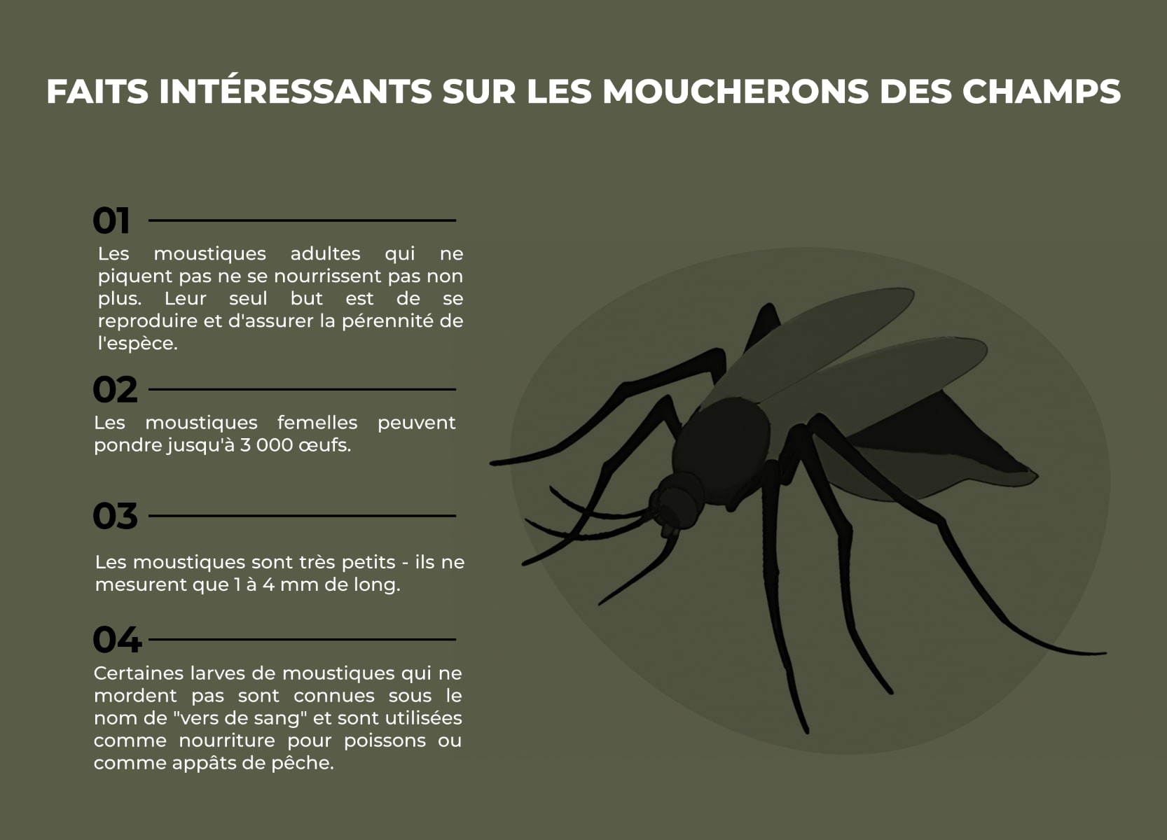 Infographie sur les moucherons