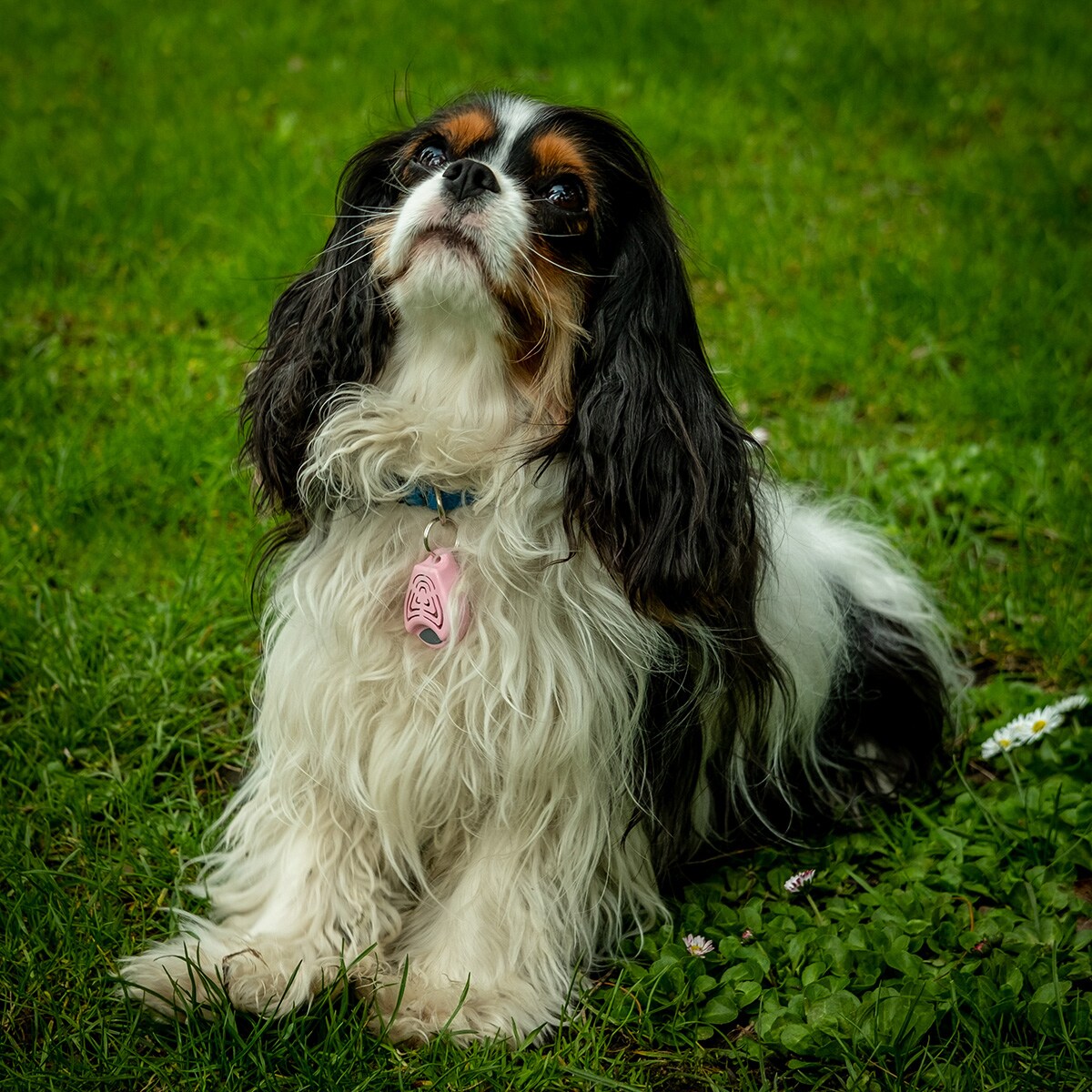 TickLess Pet ultrahangos kullancsriasztó - állatoknak - Pink