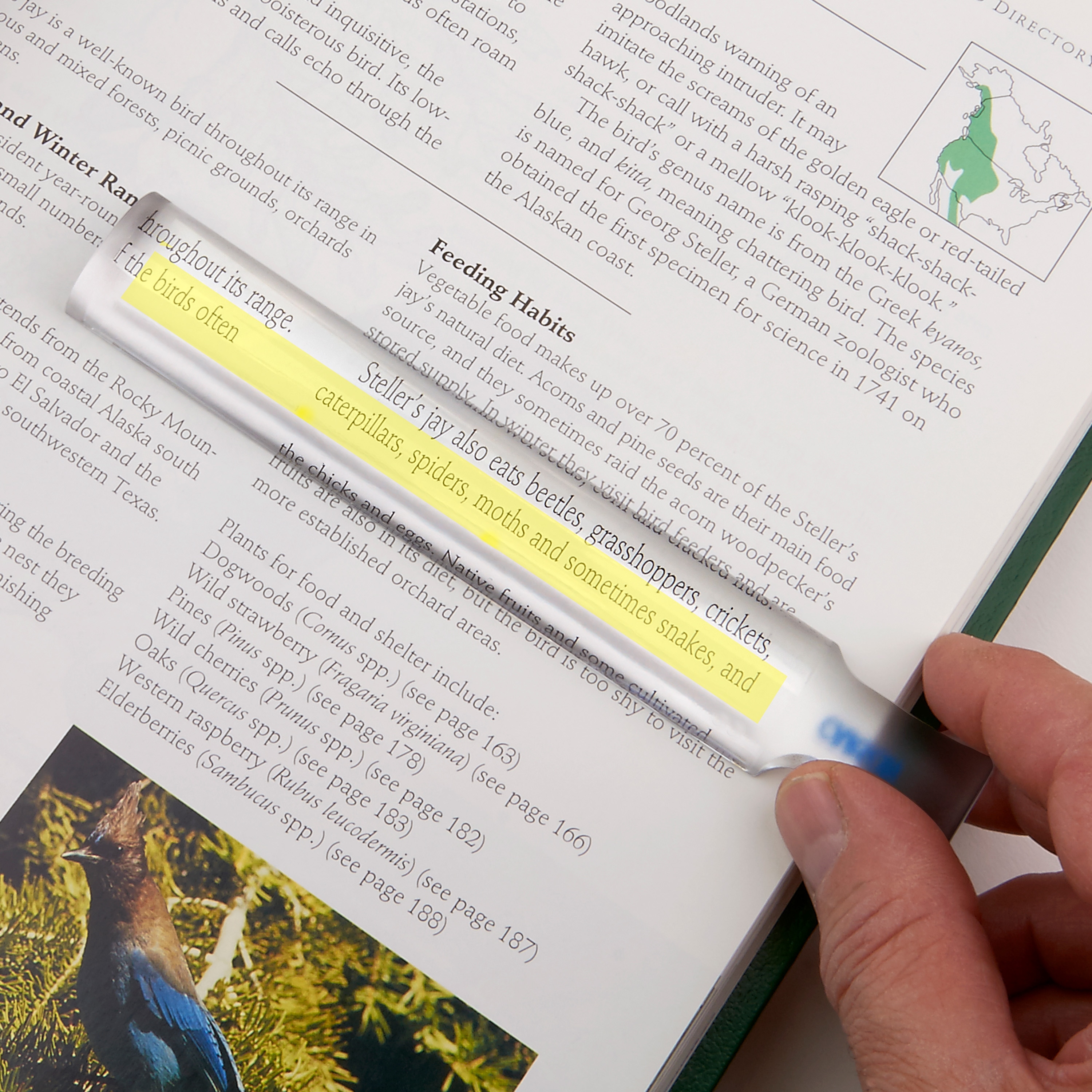 Carson MagniRead Magnifier