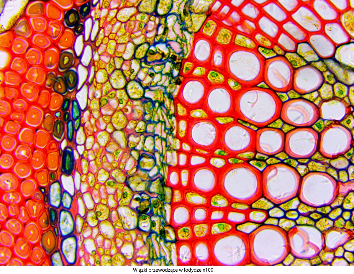 Microscopio Delta Optical Genetic Pro Trino