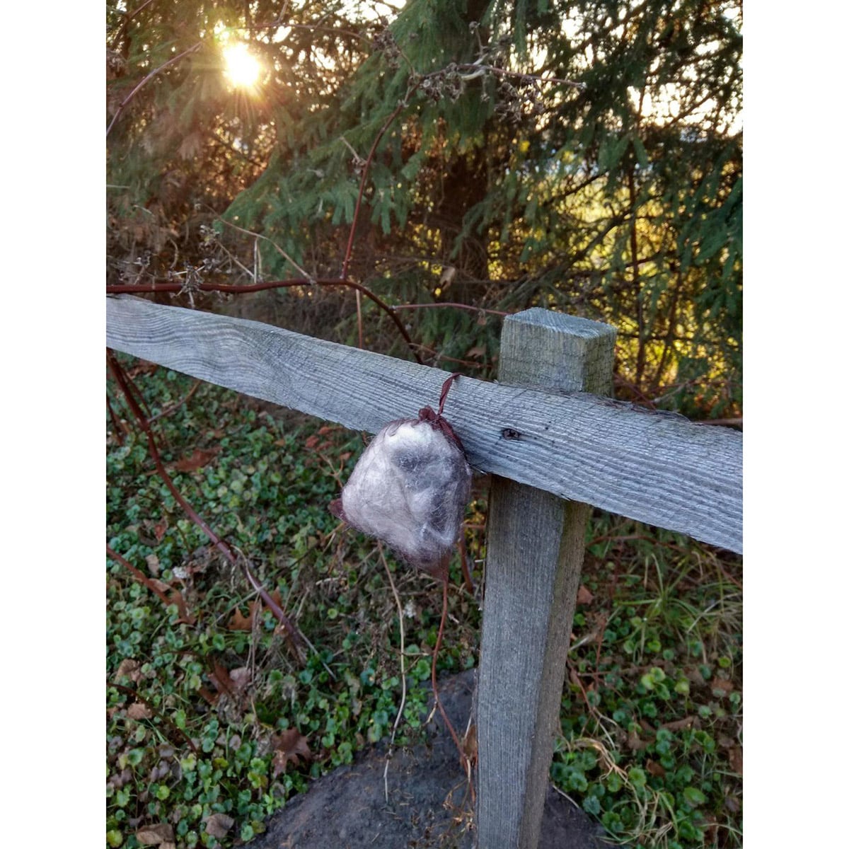 Repelent Kunagone pentru mistreți