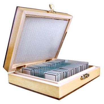 Preparate biologice de microscop Opticon - Botanică