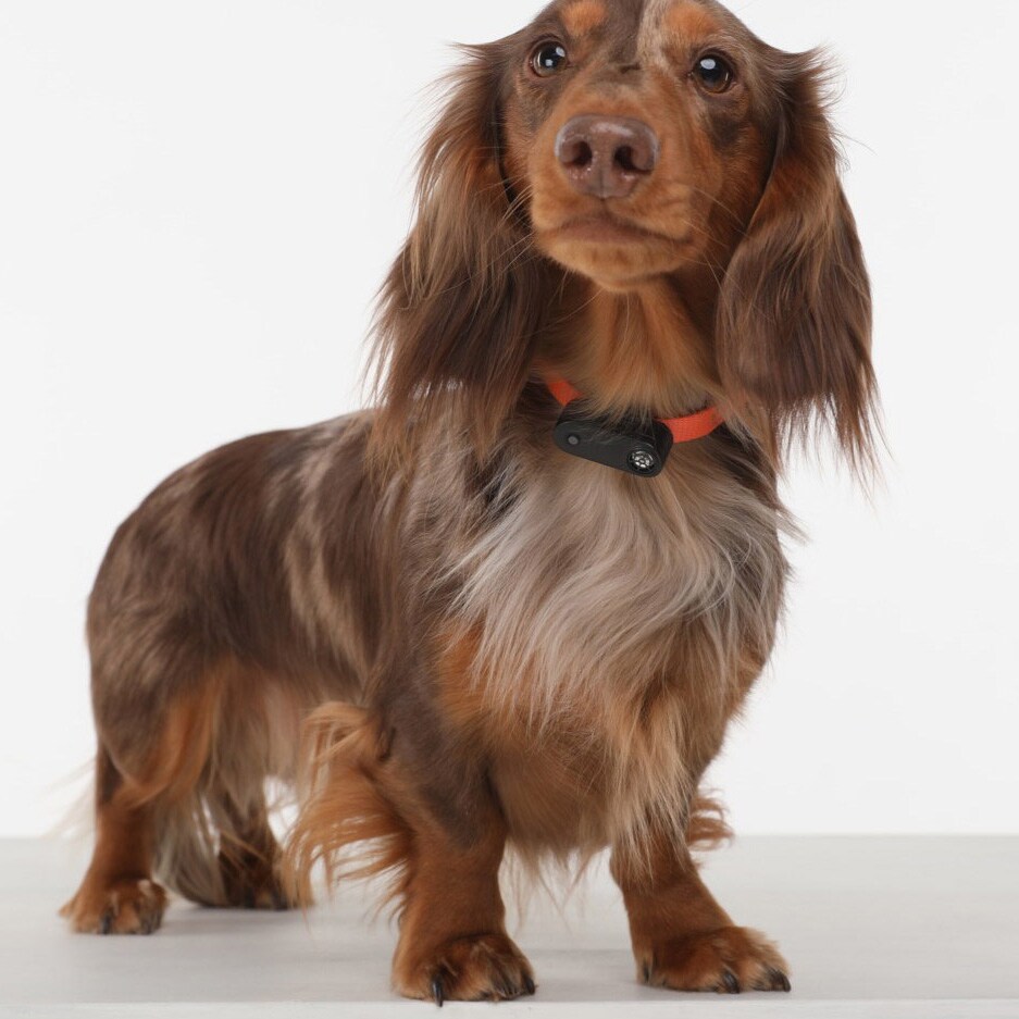 Ультразвуковий захист від кліщів TickLess Pet Mini - для тварин - Black